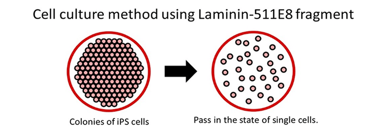 Cell Culture Method Using Laminin-511 Fragment