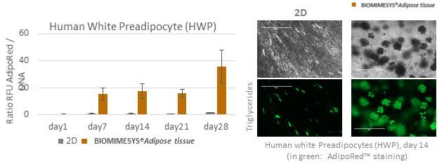 BIOMIMESYS® Human White Preadipocyte (HWP)