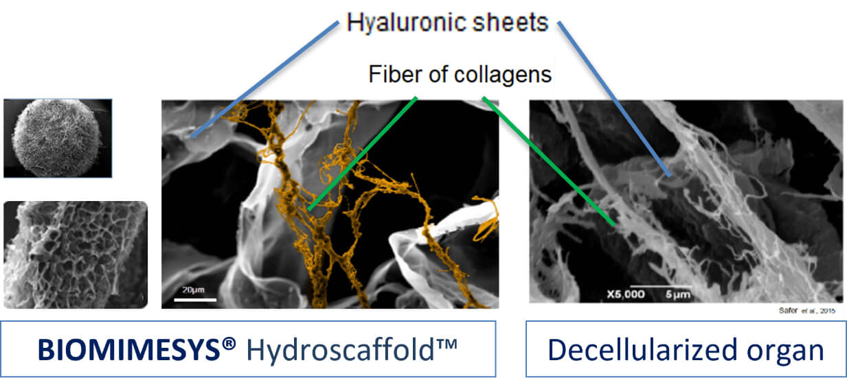 BIOMIMESYS® Composition