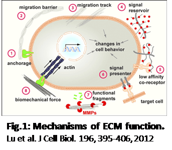 Mechanisms of ECM function