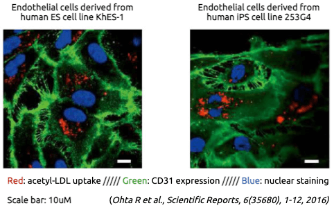 Phenotypes of endothelial cells