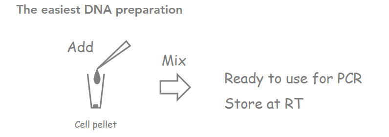 The easiest DNA preparation