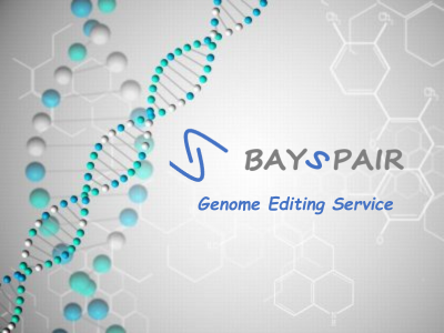 BaySpair Genome Editing Service