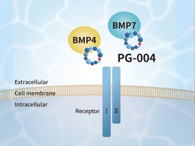 PeptiGrowth Noggin-like Peptide (BMP4,7 Inhibitor)