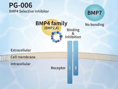 PeptiGrowth BMP-4 selective inhibitor
