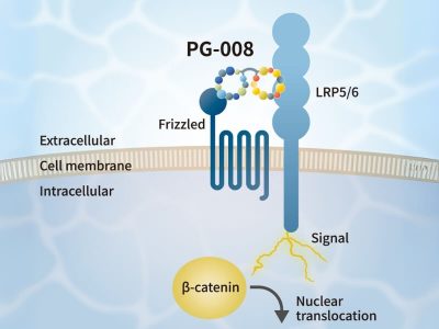 PeptiGrowth Wnt3a Alternative Peptide (β-catenin pathway agonist)
