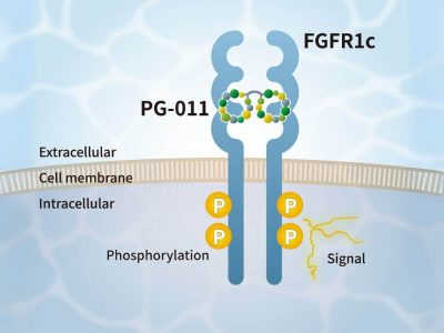 PeptiGrowth FGF2 Alternative Peptide (FGFR1c agonist)