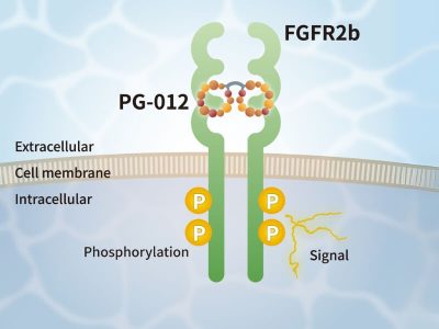 PeptiGrowth KGF (FGF7) Alternative Peptide (FGFR2b agonist)