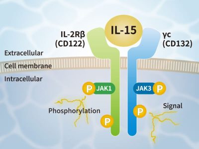 PeptiGrowth PG-013 IL-15