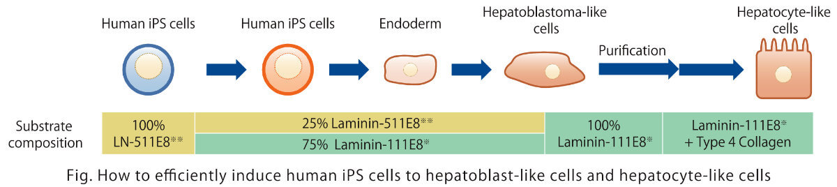How to efficiently include human iPS cells to hepatoblast-like cells and hepatocyte-like cells