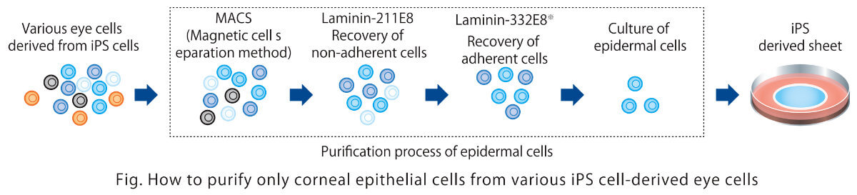 How to purify only corneal epithelial cells from various iPS cell-derived eye cells