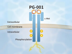 PeptiGrowth HGF alternative peptide