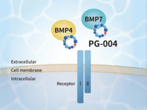 Noggin-like Peptide (PG-004)