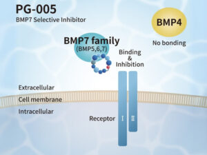 BMP7 (PG-005) & BMP4 (PG-006) Selective Inhibitor Peptide