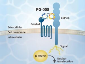 PeptiGrowth Wnt3a Alternative Peptide (β-catenin pathway agonist)