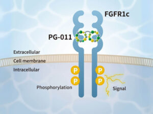 PeptiGrowth FGF2 Alternative Peptide (FGFR1c agonist)