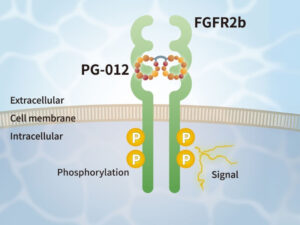 KGF Alternative Peptide (PG-012)